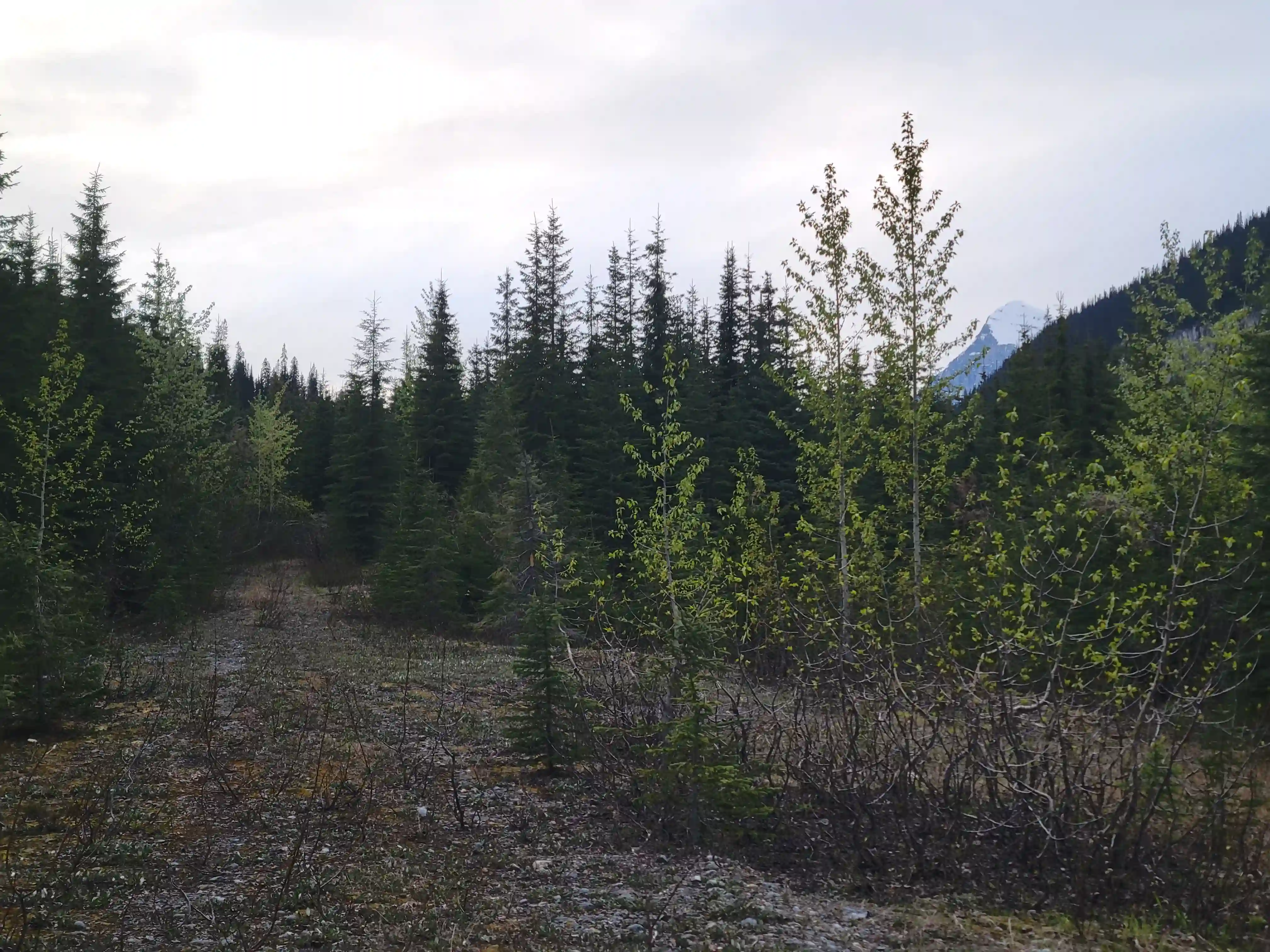 Mount King Edward image 5