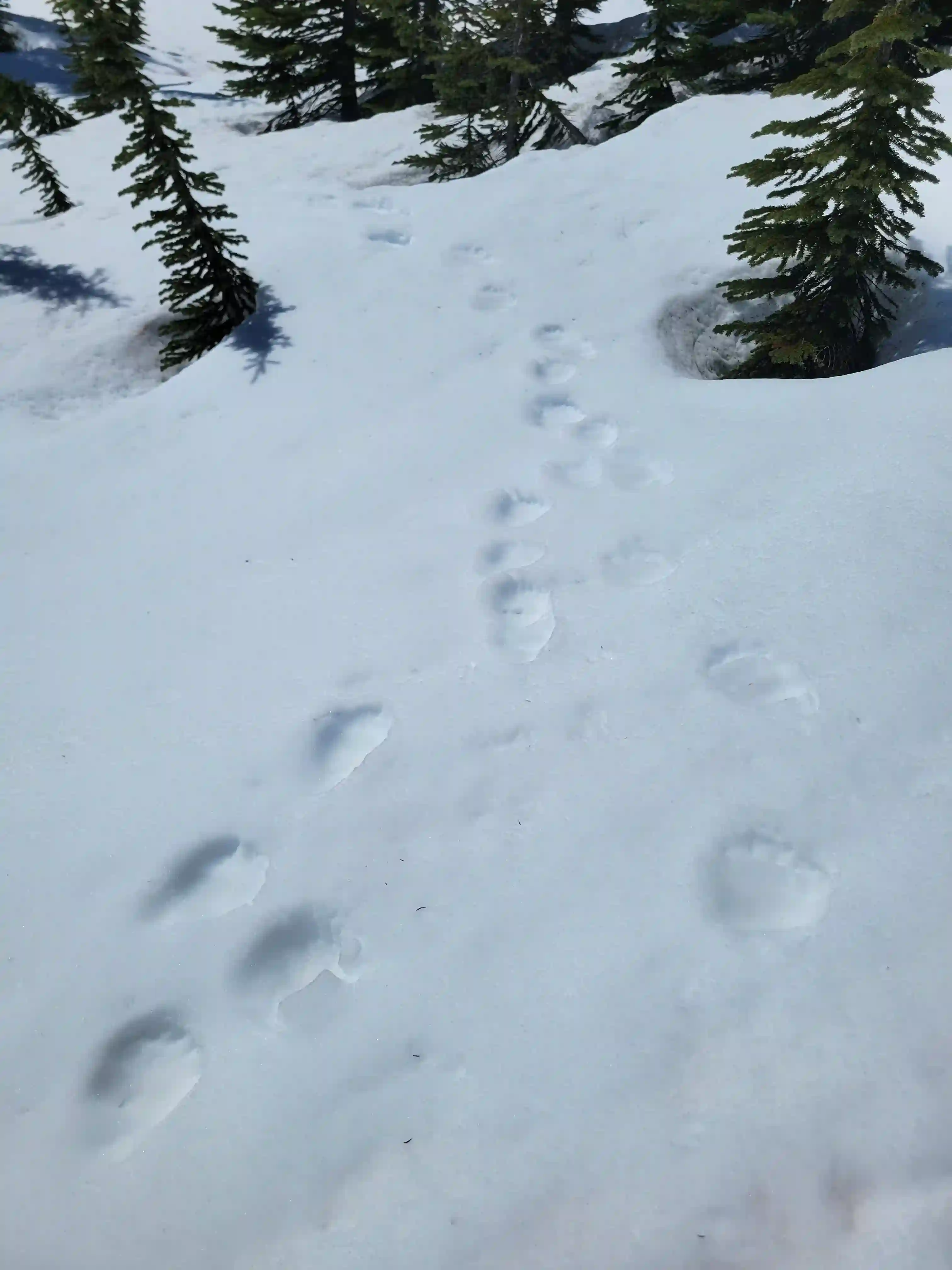 Mount King Edward image 54
