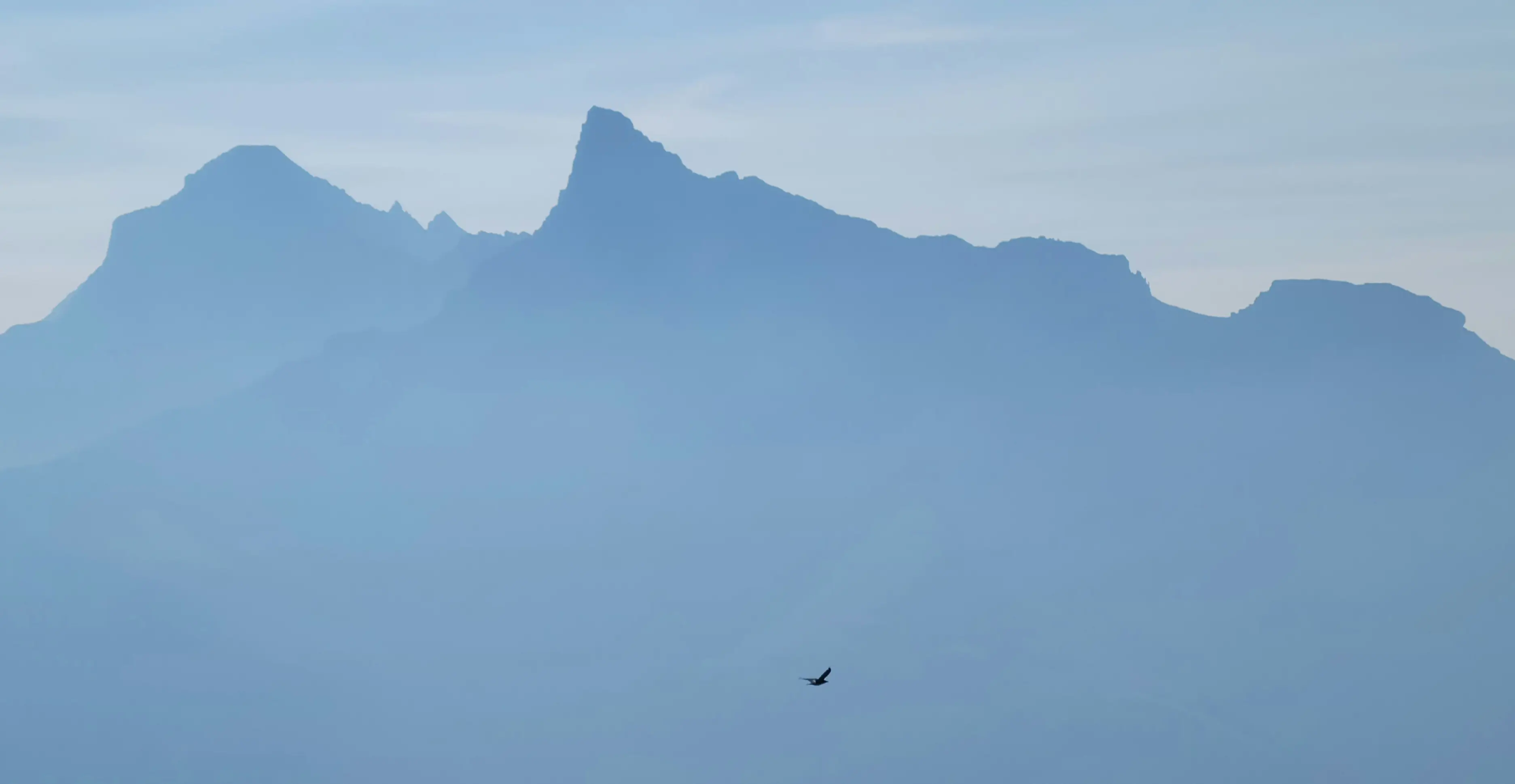 A hazy view towards Mount Inglismaldie and Mount Girouard with a raven flying in the foreground.